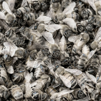 Dialogische Führung: Lebendige Nacht: Tiere und Pflanzen in der nächtlichen Stadtlandschaft