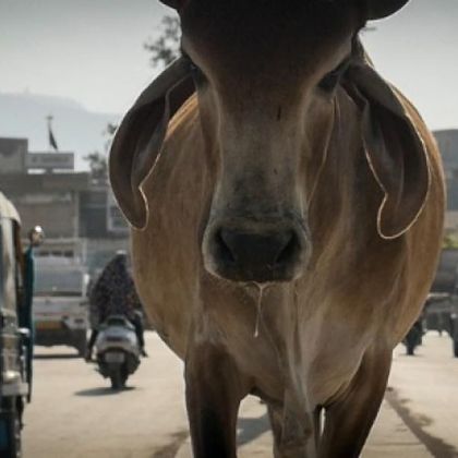 Ausserhalb des Museums: Kino Cameo