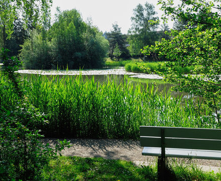 Logo Baumspaziergänge in der Stadt Winterthur
