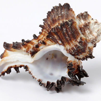 Thematische Führung: Tierisch was los!