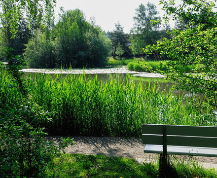 Logo Baumspaziergänge in der Stadt Winterthur