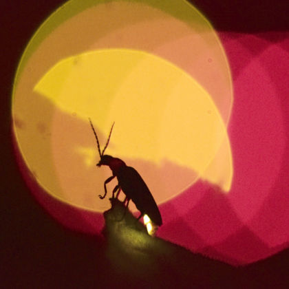 Letzter Ausstellungstag: Lighten Up!