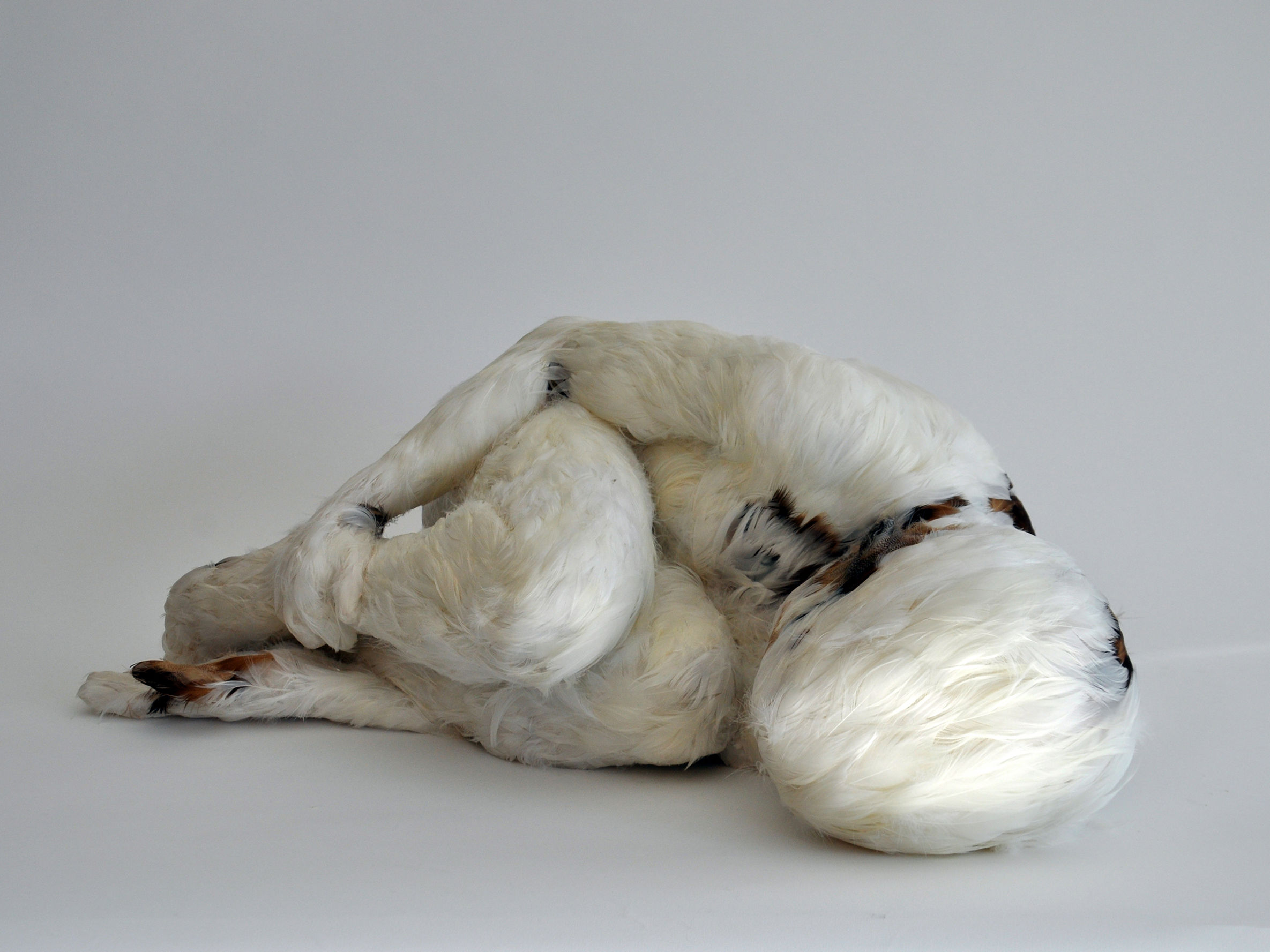 Thematische Führung im Dialog «A Feather's not a Bird. Federn in der visuellen Kultur»