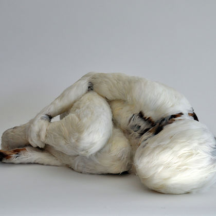 Thematische Führung im Dialog «A Feather's not a Bird. Federn in der visuellen Kultur» 