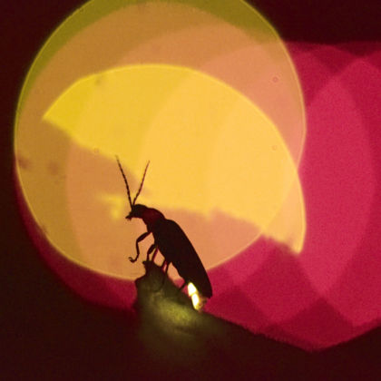 Öffentliche Führung über Mittag: Vom frühen Vogel & der goldenen Morgenstund