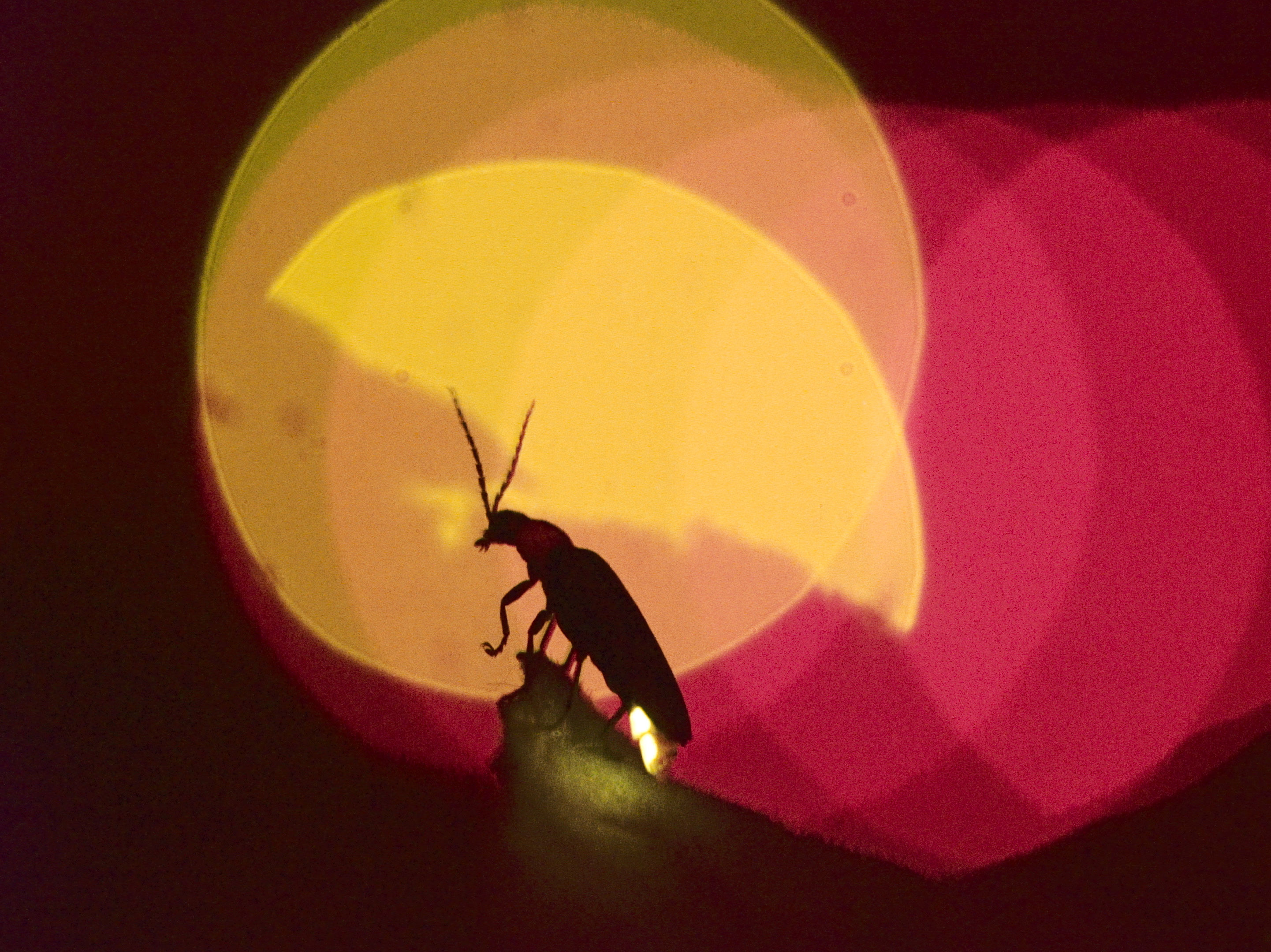 Öffentliche Führung über Mittag: Vom frühen Vogel & der goldenen Morgenstund