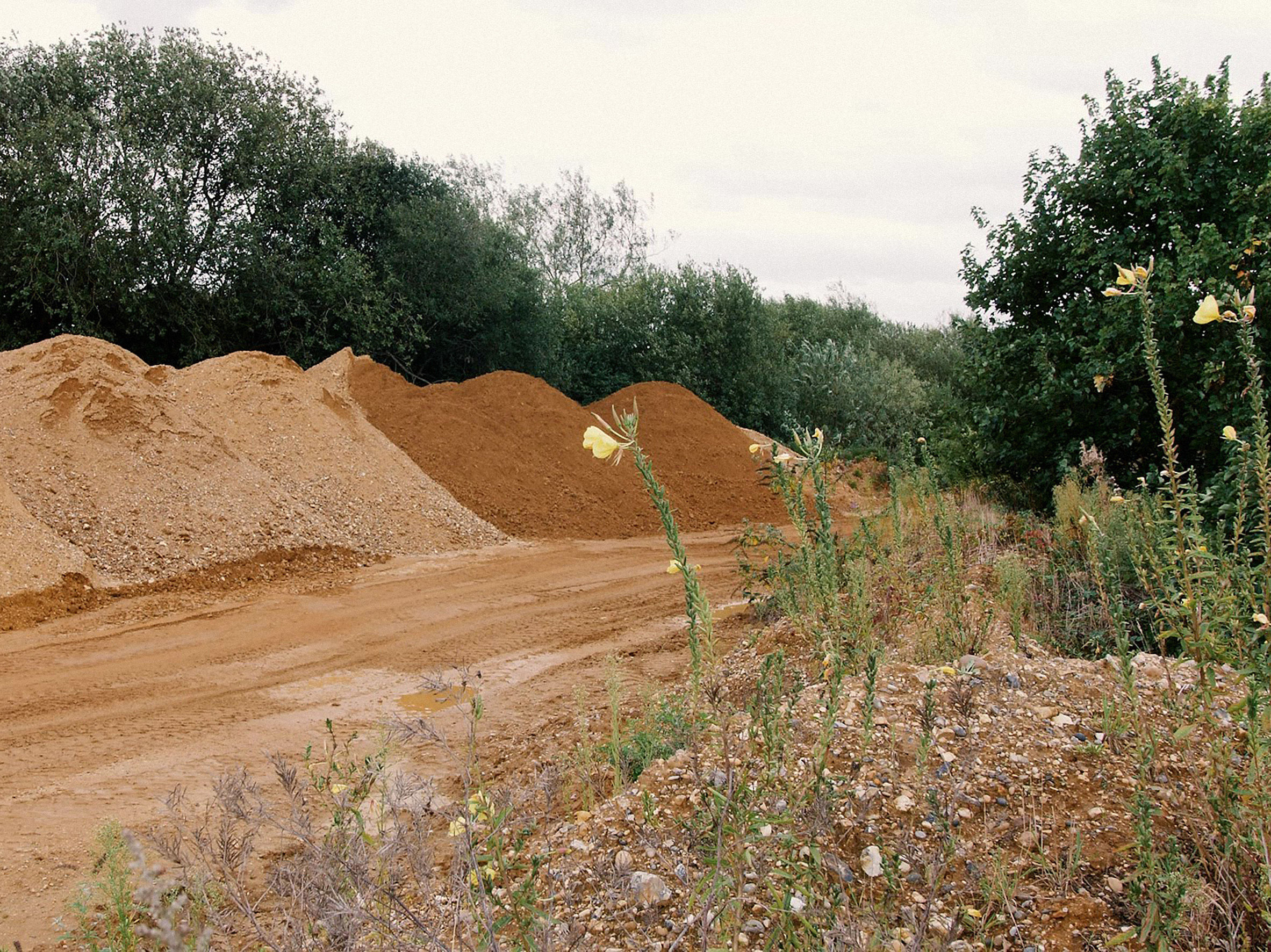 Dialogische Führung: Neue Wildnis – Kiesgruben als Lebensräume